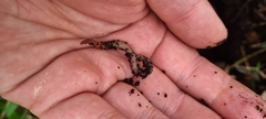 Lumbricus terrestris