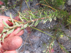 Leucospermum calligerum
