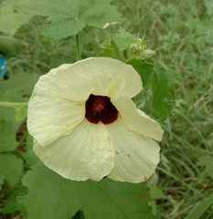 Hibiscus diversifolius