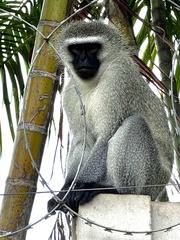 Chlorocebus pygerythrus pygerythrus