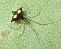 Theridula gonygaster