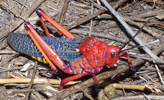 Phymateus morbillosus