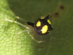 Theridula gonygaster