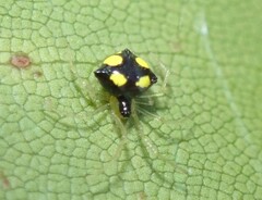 Theridula gonygaster