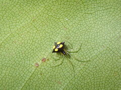 Theridula gonygaster