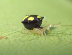 Theridula gonygaster