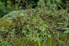 Crassula orbicularis