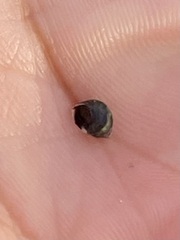 Littorininae