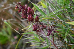 Veratrum formosanum