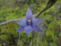 Thelymitra pulchella
