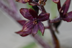 Veratrum formosanum