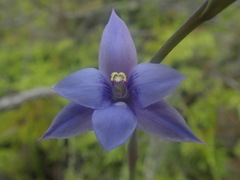 Thelymitra pulchella