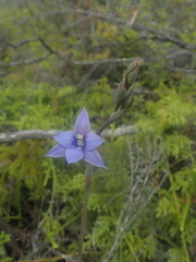 Thelymitra pulchella