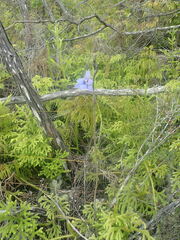 Thelymitra pulchella