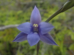 Thelymitra pulchella