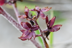 Veratrum formosanum