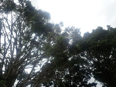 Ileostylus micranthus