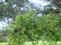 Ileostylus micranthus