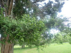 Ileostylus micranthus