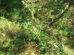 Artemisia tanacetifolia