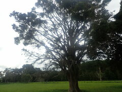 Ileostylus micranthus