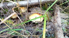 Cortinarius triumphans