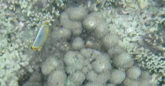 Chaetodon trifasciatus