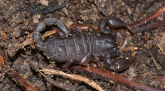 Urodacus manicatus