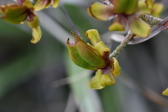 Veratrum formosanum