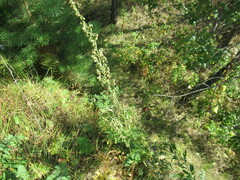 Artemisia tanacetifolia
