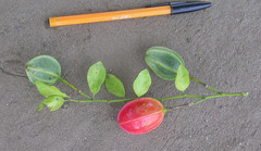 Capparis erythrocarpos