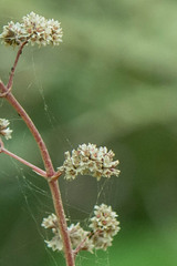Crassula orbicularis