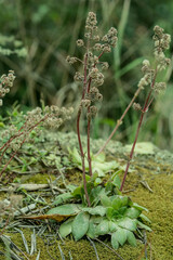 Crassula orbicularis