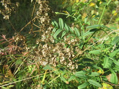 Patrinia rupestris