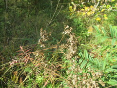 Patrinia rupestris