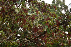 Idesia polycarpa