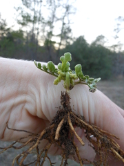 Sceptridium lunarioides