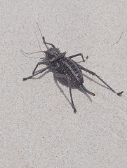 Hetrodes pupus