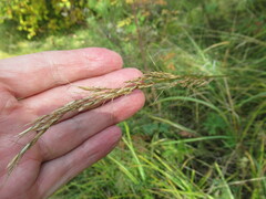 Achnatherum sibiricum