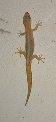 Afrogecko porphyreus