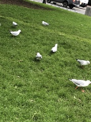 Chroicocephalus novaehollandiae novaehollandiae