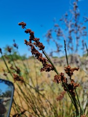 Elegia tectorum