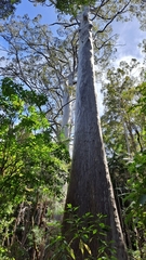 Eucalyptus saligna