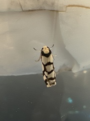 Scaptesyle dichotoma