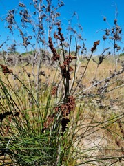 Elegia tectorum