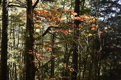 Acer morrisonense
