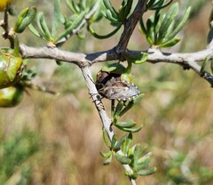Andocides vittaticeps