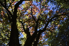 Acer morrisonense