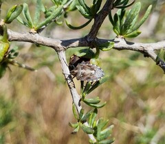 Andocides vittaticeps