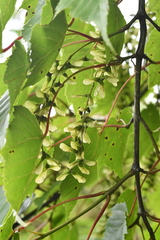 Acer morrisonense